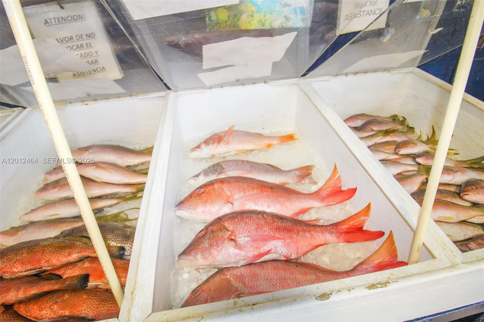 Fish
