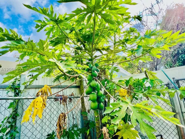 Papaya