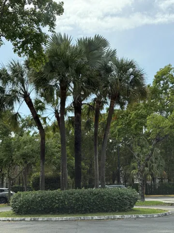 Doral Neighborhood View