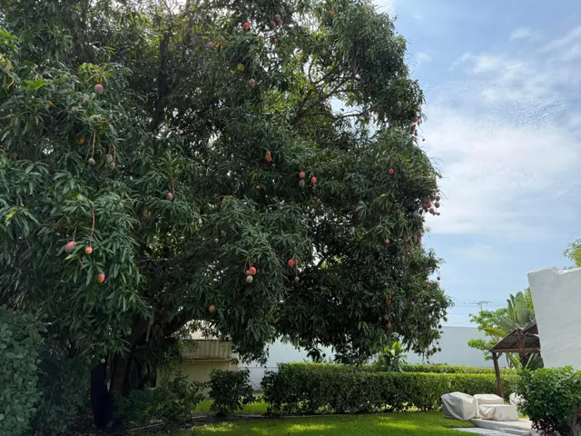 Mango Tree
