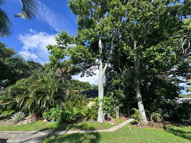 Front Trees & Parking