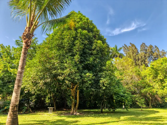30 Backyard Views (5)