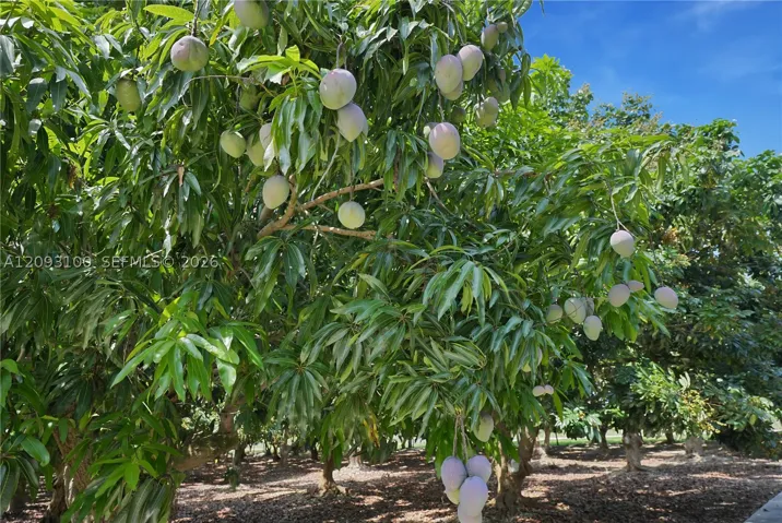 3,000 Longan Trees on the property!
Have someone harvest them and you profit!