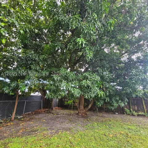 mango tree in large backyard