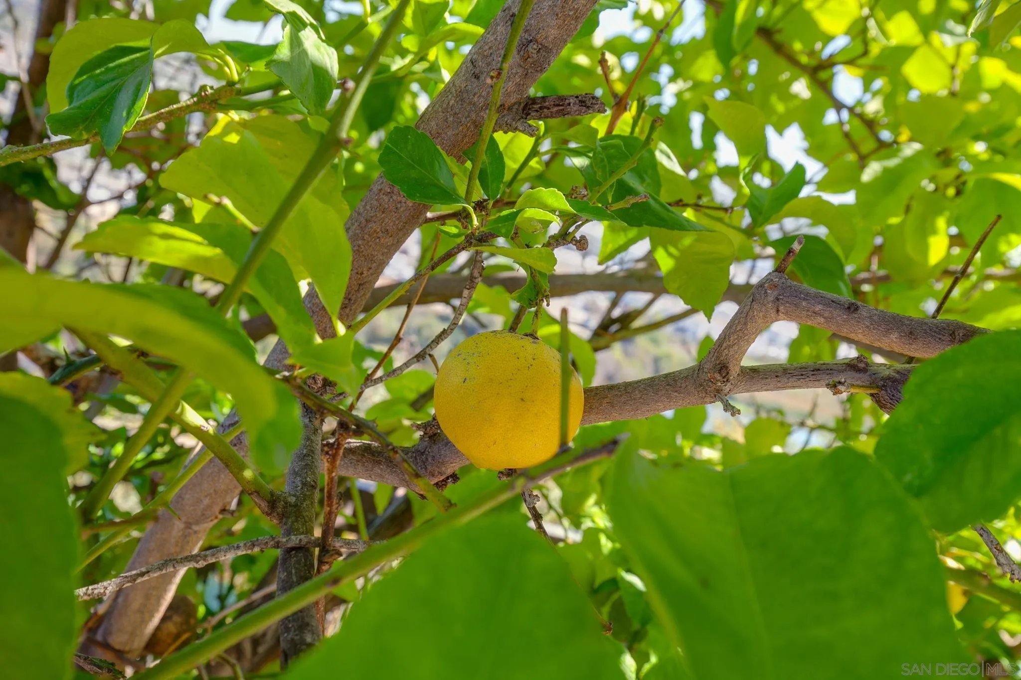 Photo #36: 250042862 Listing: Photo #36