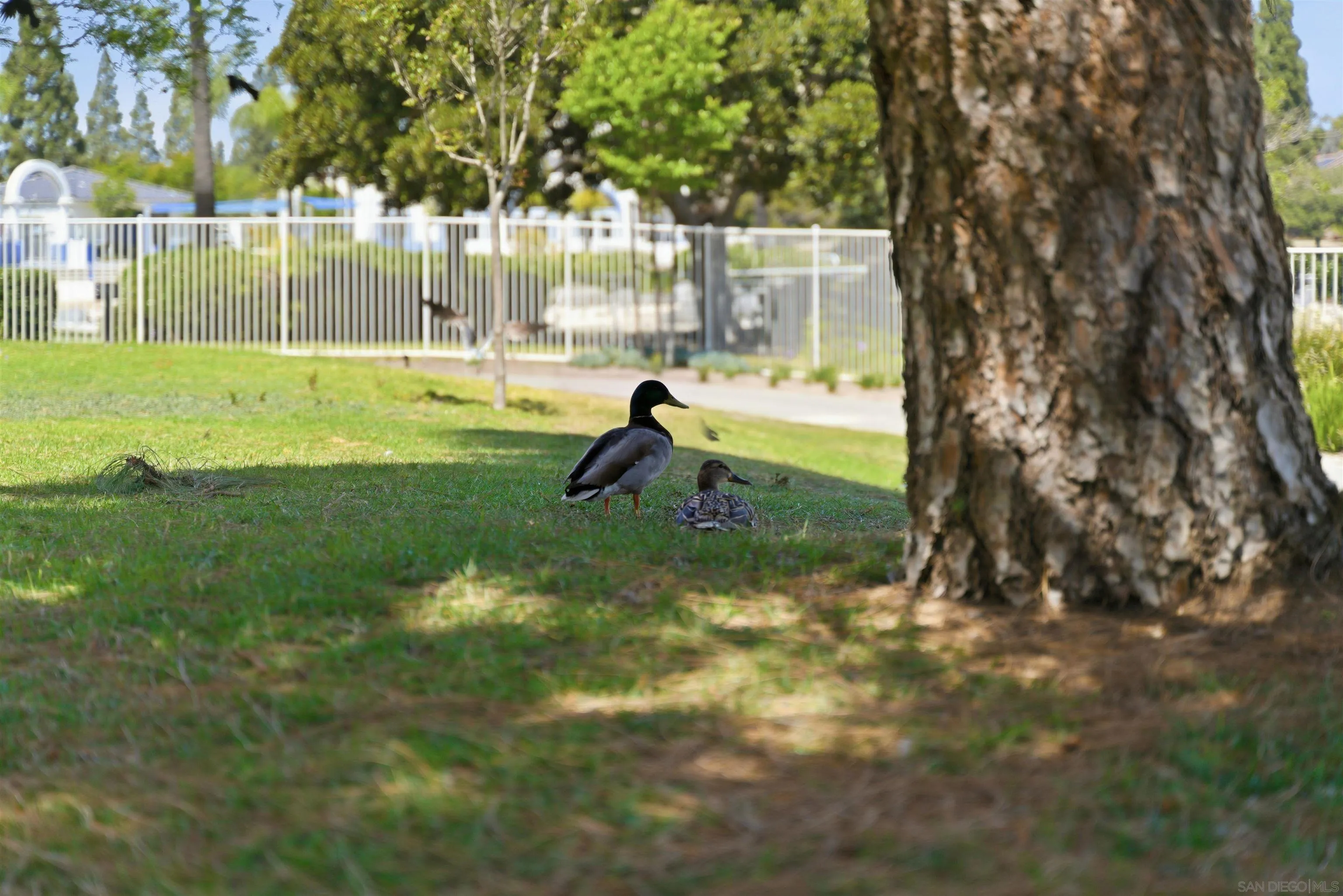 Photo #26: 260009473 Listing: Photo #26