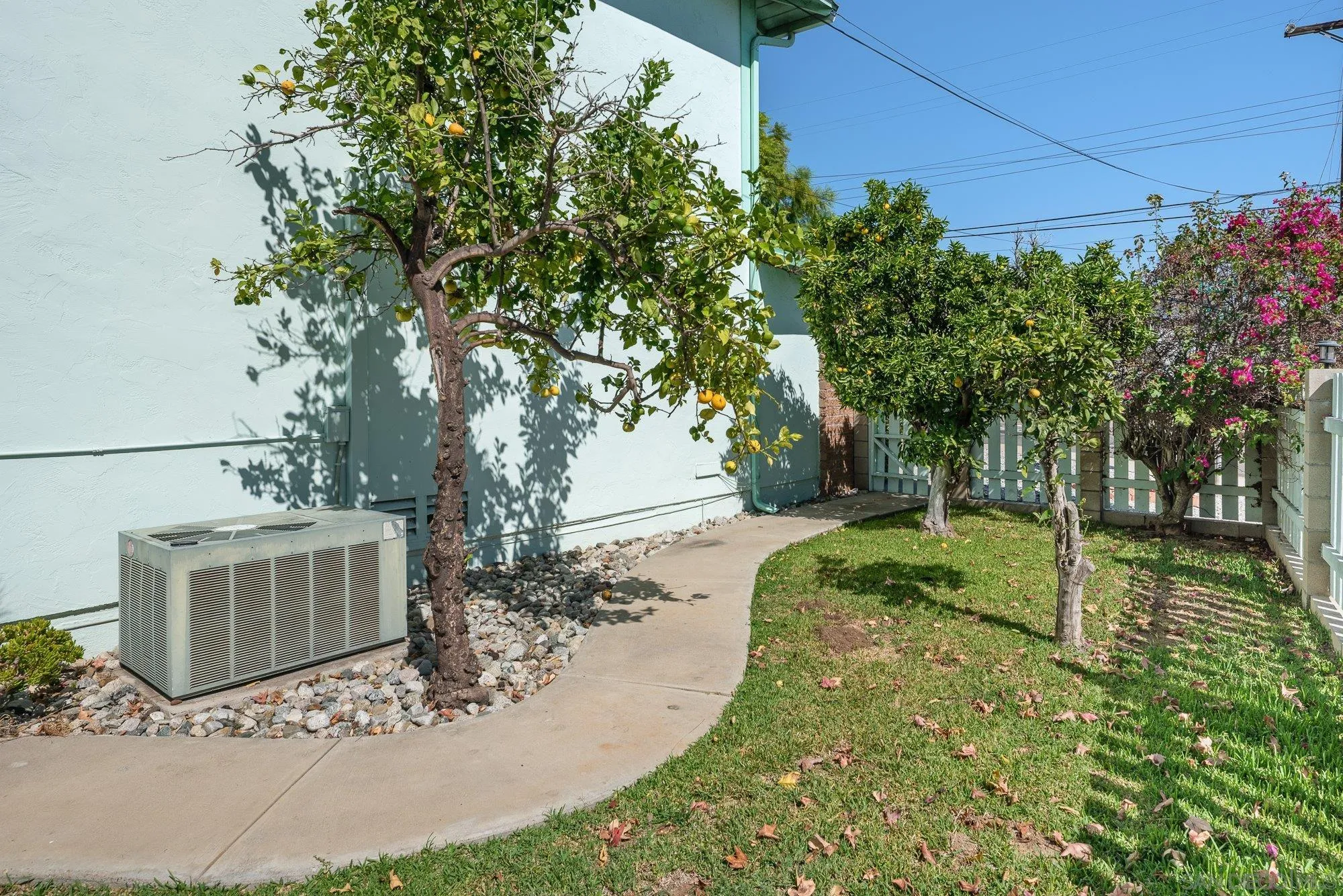 6010 Chadwick Ave, San Diego, CA 92139 Mature citrus trees. Believe they are lemon and tangerine. Possibly orange.