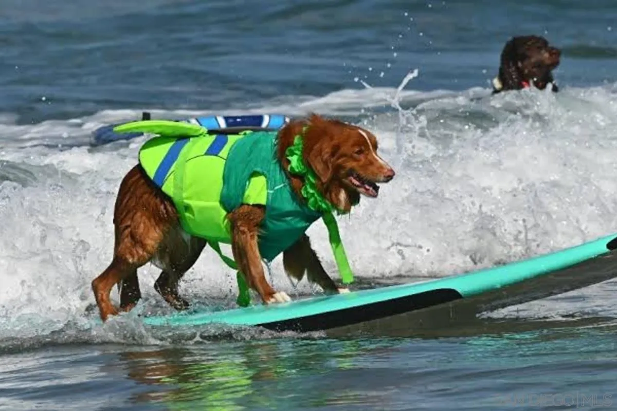 1817-19 Coast Blvd, Del Mar, CA 92014 Near Dog Friendly Beaches