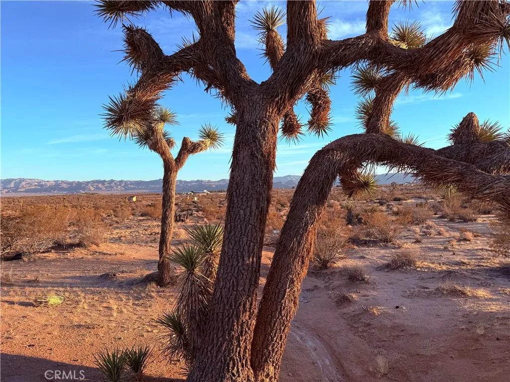 Joshua Tree, CA 92252