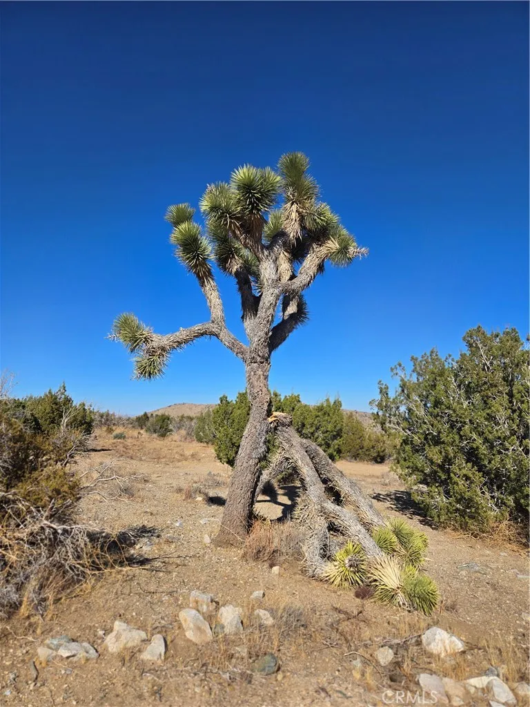 Littlerock, CA 93543