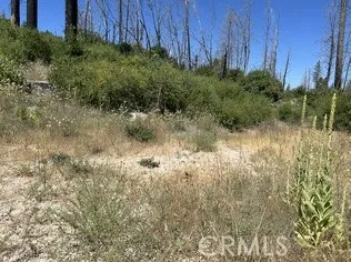 0 Oak, Berry Creek, CA 95916 - Photo 3 of 9, Berry Creek, CA