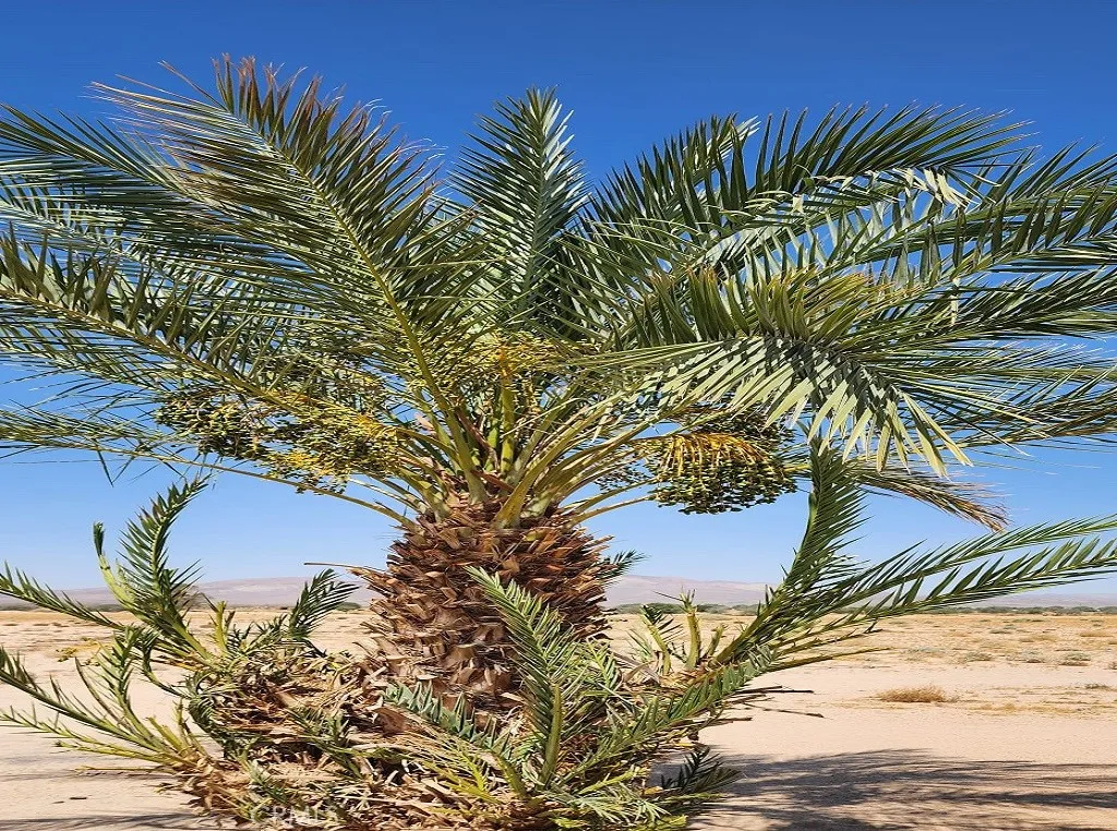 44624 Demmiel Road, Yermo, CA 92398 - Photo 4 of 11, Yermo, CA