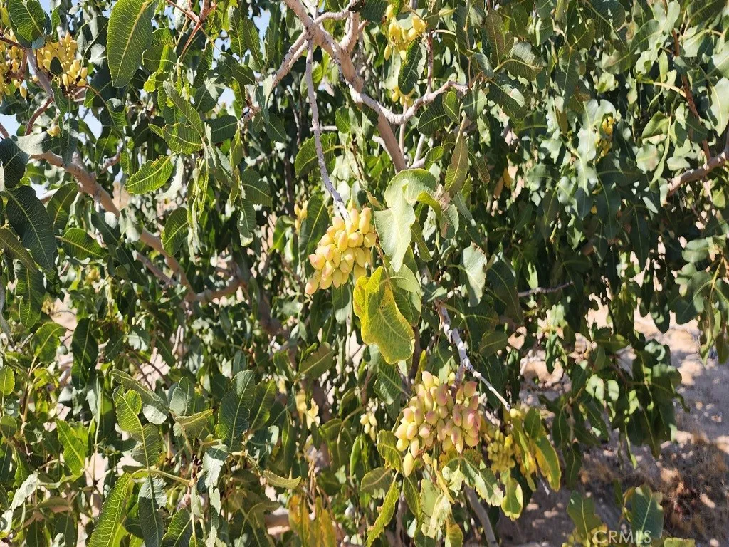 44624 Demmiel, Yermo, CA 92398 - Photo 5 of 10, Yermo, CA