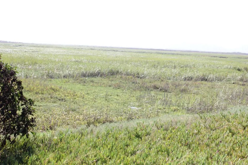 Photo #28: PTP2506543 Listing: Photo #28