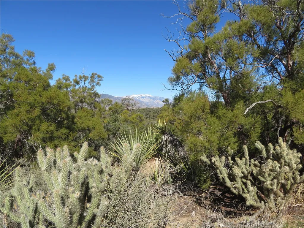 155 Lot UNIT&nbsp;155 Buckthorn, Mountain Center, CA, 92561