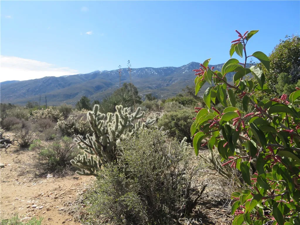 155 Lot UNIT&nbsp;155 Buckthorn, Mountain Center, CA, 92561