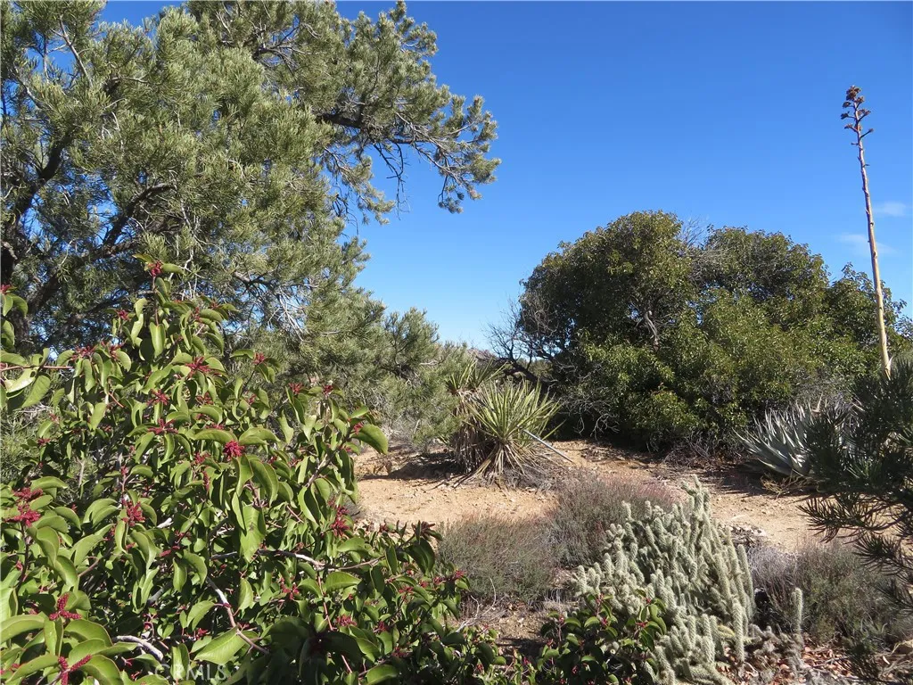 155 Lot UNIT&nbsp;155 Buckthorn, Mountain Center, CA, 92561