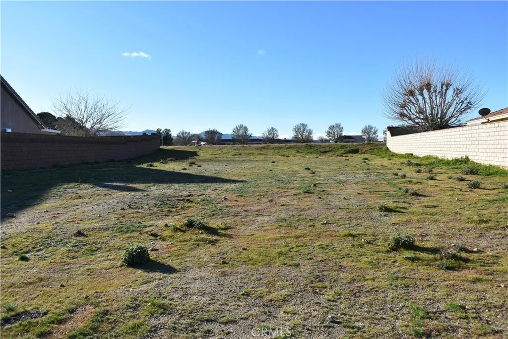 27237 Peach Tree