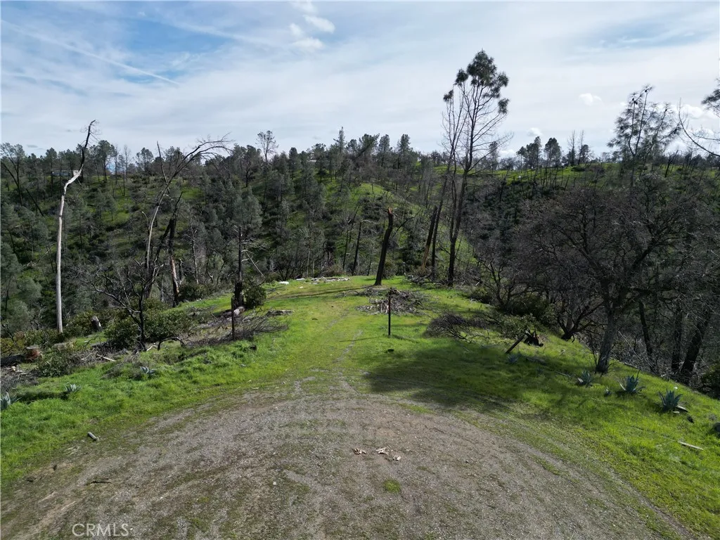 7074 Sugar Pine