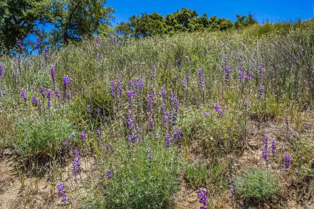 25677 Mesa Grande, Santa Ysabel, CA, 92070