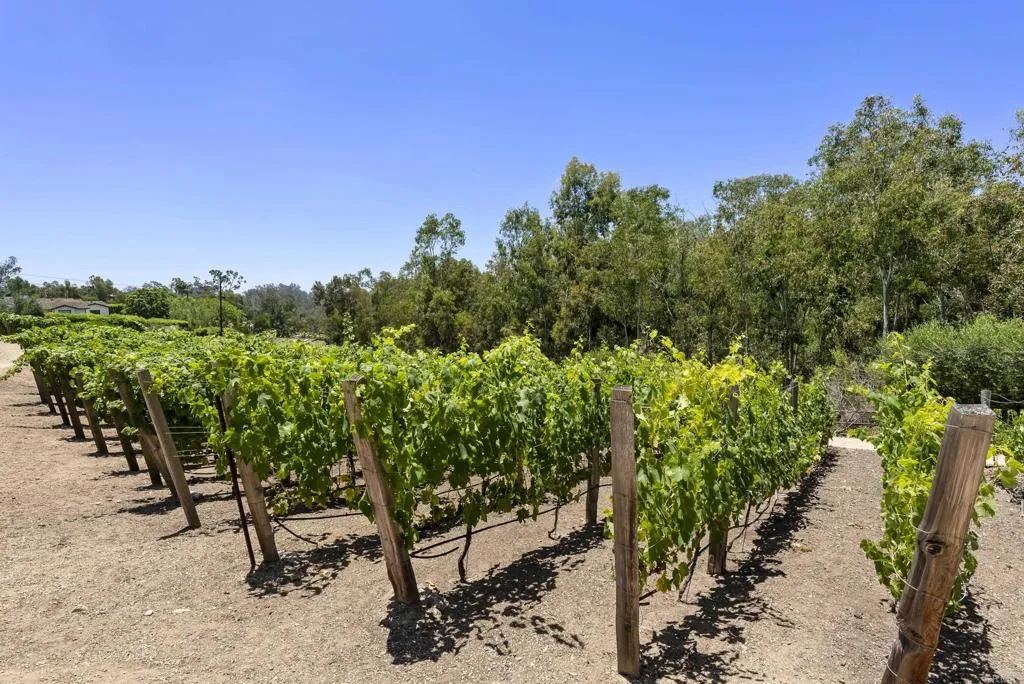 5293 La Glorieta, Rancho Santa Fe, CA, 92067