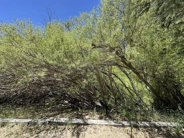 0 Wild Rose, Green Valley Lake, CA 92341 - Photo 3 of 12, Green Valley Lake, CA