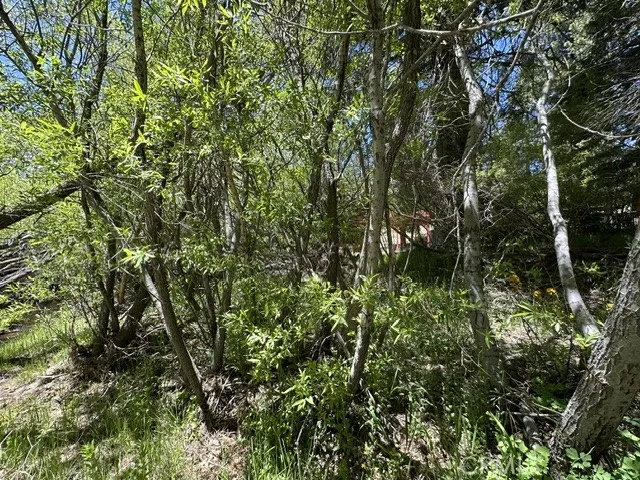 0 Wild Rose, Green Valley Lake, CA 92341 - Photo 5 of 12, Green Valley Lake, CA