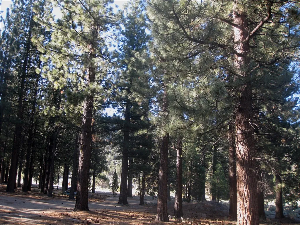 2818 Erwin Ranch Rd, Big Bear City, CA 92314 - Main photo, Big Bear City, CA