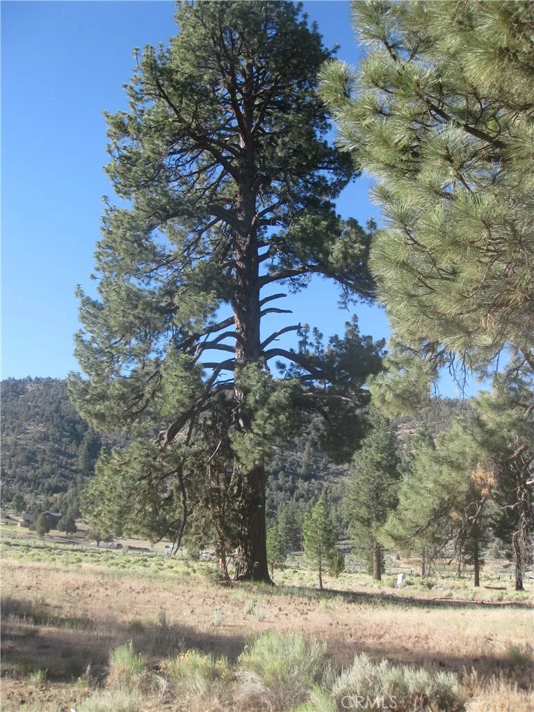 2824 Erwin Ranch Road, Big Bear City, CA 92314 - Main photo, Big Bear City, CA