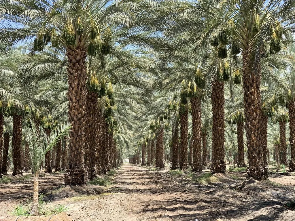 Thermal, CA 92274