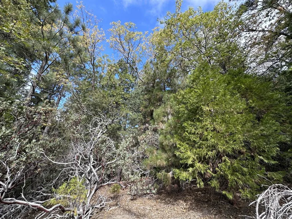 0 Round Robin, Idyllwild, CA - Photo 5 of 12, Idyllwild, CA