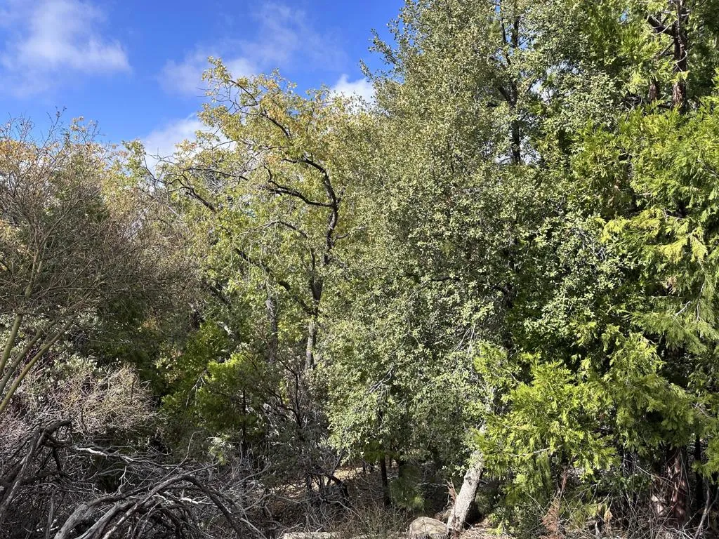 0 Round Robin, Idyllwild, CA - Photo 2 of 12, Idyllwild, CA