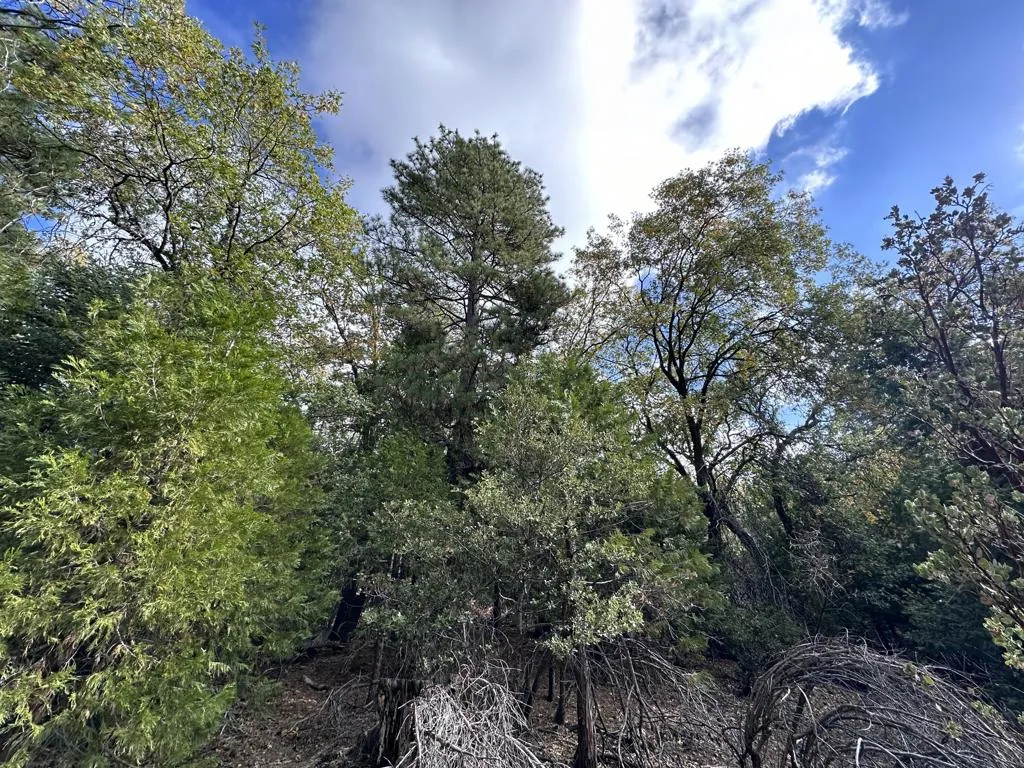 0 Round Robin, Idyllwild, CA - Photo 4 of 12, Idyllwild, CA