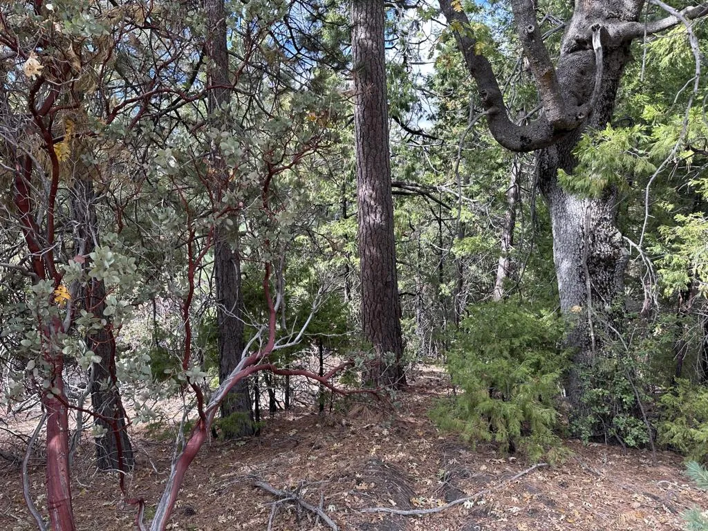 0 Round Robin, Idyllwild, CA - Photo 3 of 12, Idyllwild, CA