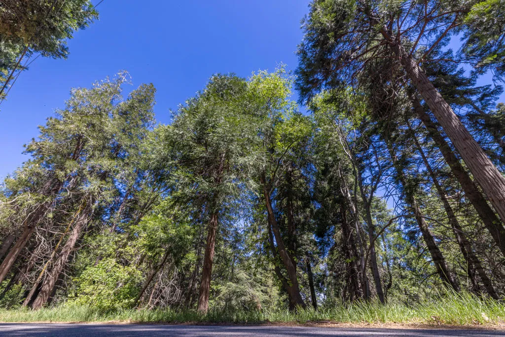 Cedar Pines