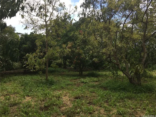 FARM 36 plus fruit trees