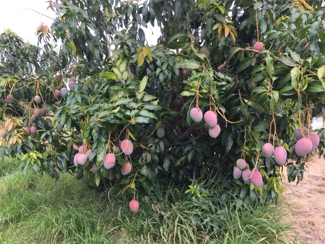 loaded with mangoes!