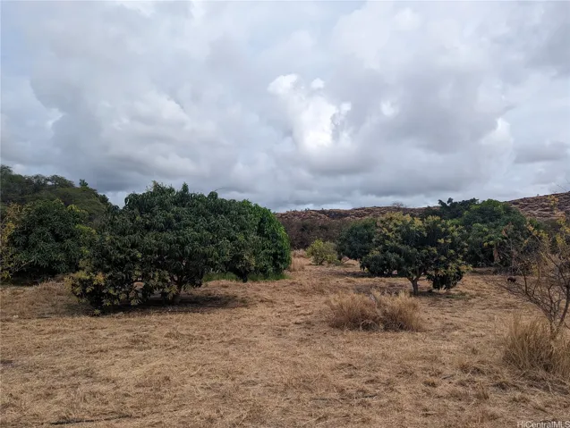 31 producing mango trees!
