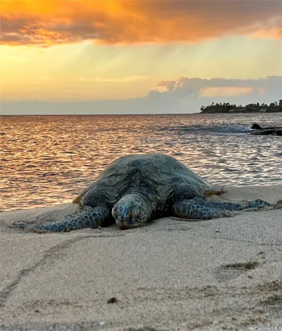 Turtles love to rest on the beach just a few doors away