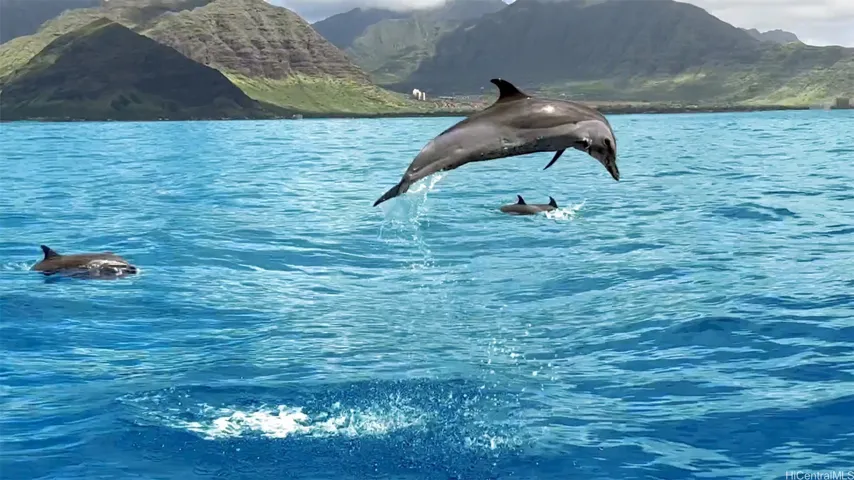 Dolphins, turtles and whales frolic just off shore