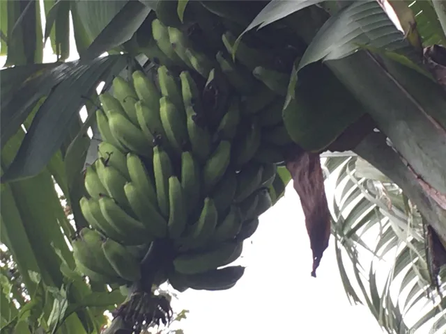 BANANAS
