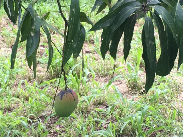 MANGOS
