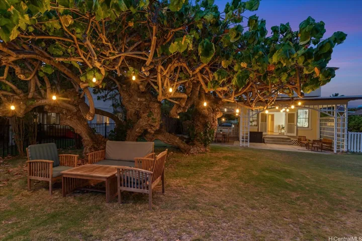 The beloved climbing tree strung with lights