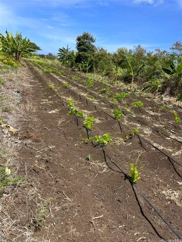 Irrigation Hoses