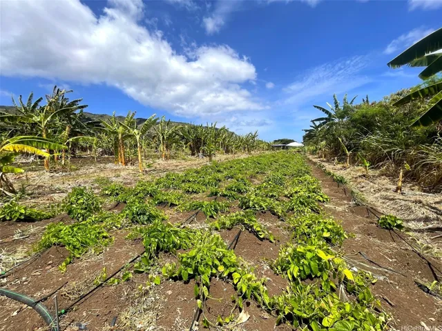 Many Crops Including Bananas and Taro