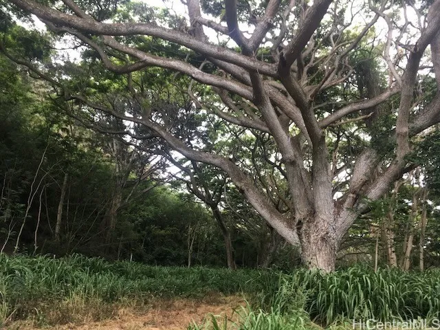 The Monkey Pod forest is awesome!