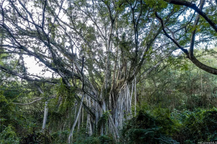 Magnificent Banyon trees
