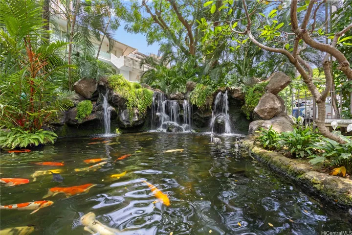 Stunning Koi Pond