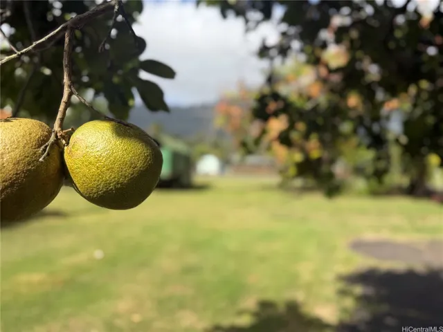 Property features numerous fruit trees.