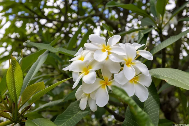 Beautiful mature plumeria trees!